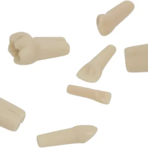 Kindermodellzähne AK-6 – Stück Nr. 61