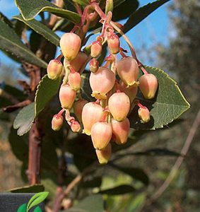 Arbutus unedo (Erdbeerbaum)
