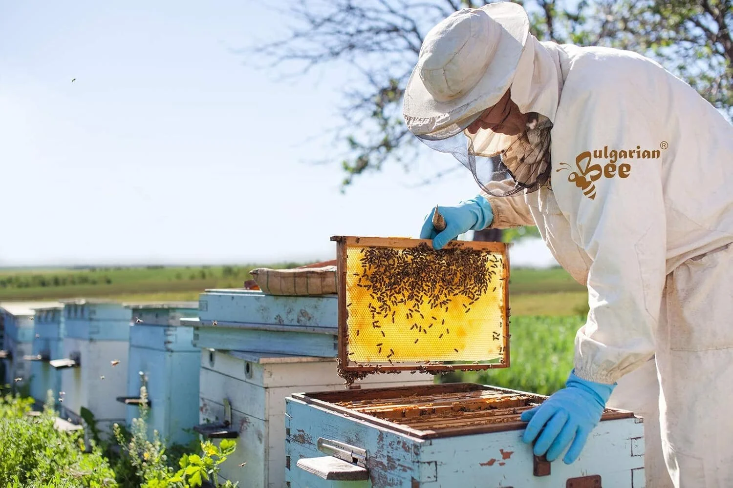 1 kg Bulgarian Bee Bio Akazienblütenhonig – naturbelassen & mild – Bild 5