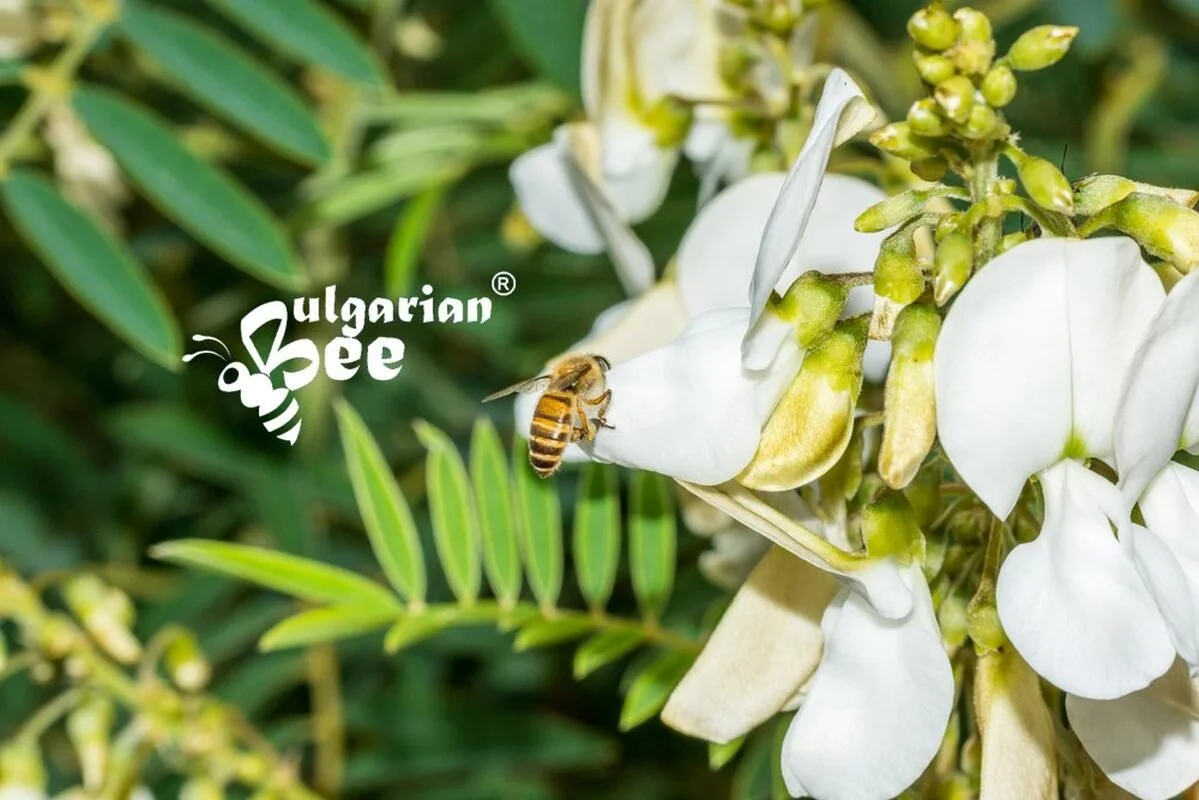 1 kg Bulgarian Bee Bio Akazienblütenhonig – naturbelassen & mild – Bild 7