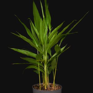Alpinia galanga (Thai-Ingwer, Galgant)