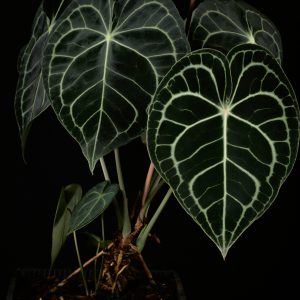 Anthurium clarinervium