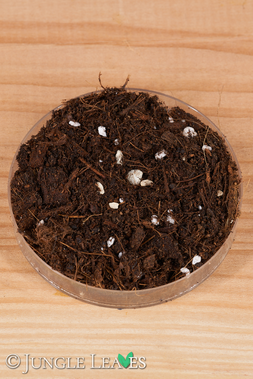 Kalk-Begonia Mix – Spezialsubstrat 5L