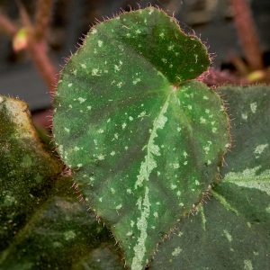 Begonia nigritarum