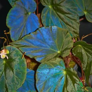 Begonia pavonina ‚Dark Form‘
