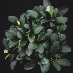 Bucephalandra sp. ‚Theia‘