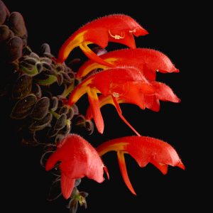 Columnea gloriosa