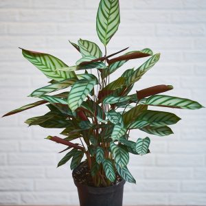 Ctenanthe setosa ‚Compactstar‘