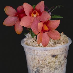 Dendrobium cuthbertsonii