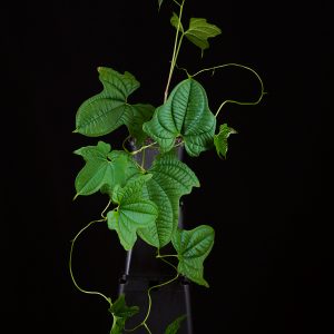 Dioscorea sansibarensis