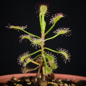 Drosera madagascariensis