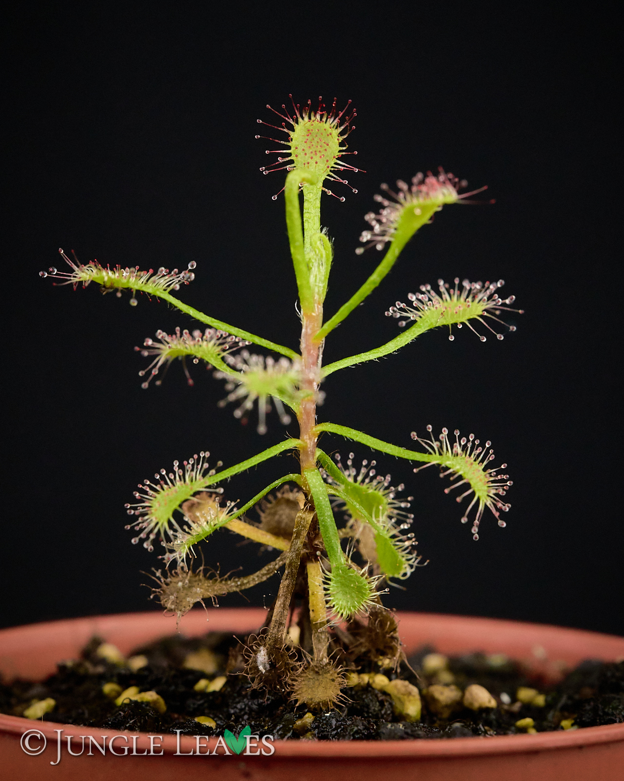 Drosera madagascariensis – Bild 2
