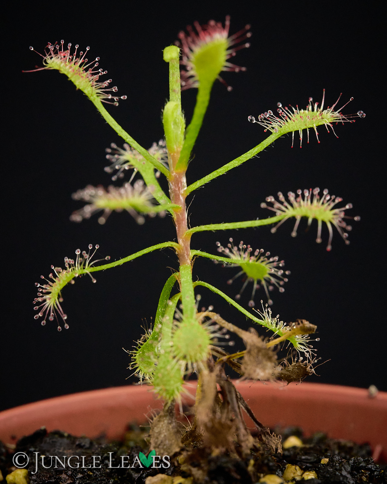 Drosera madagascariensis – Bild 4