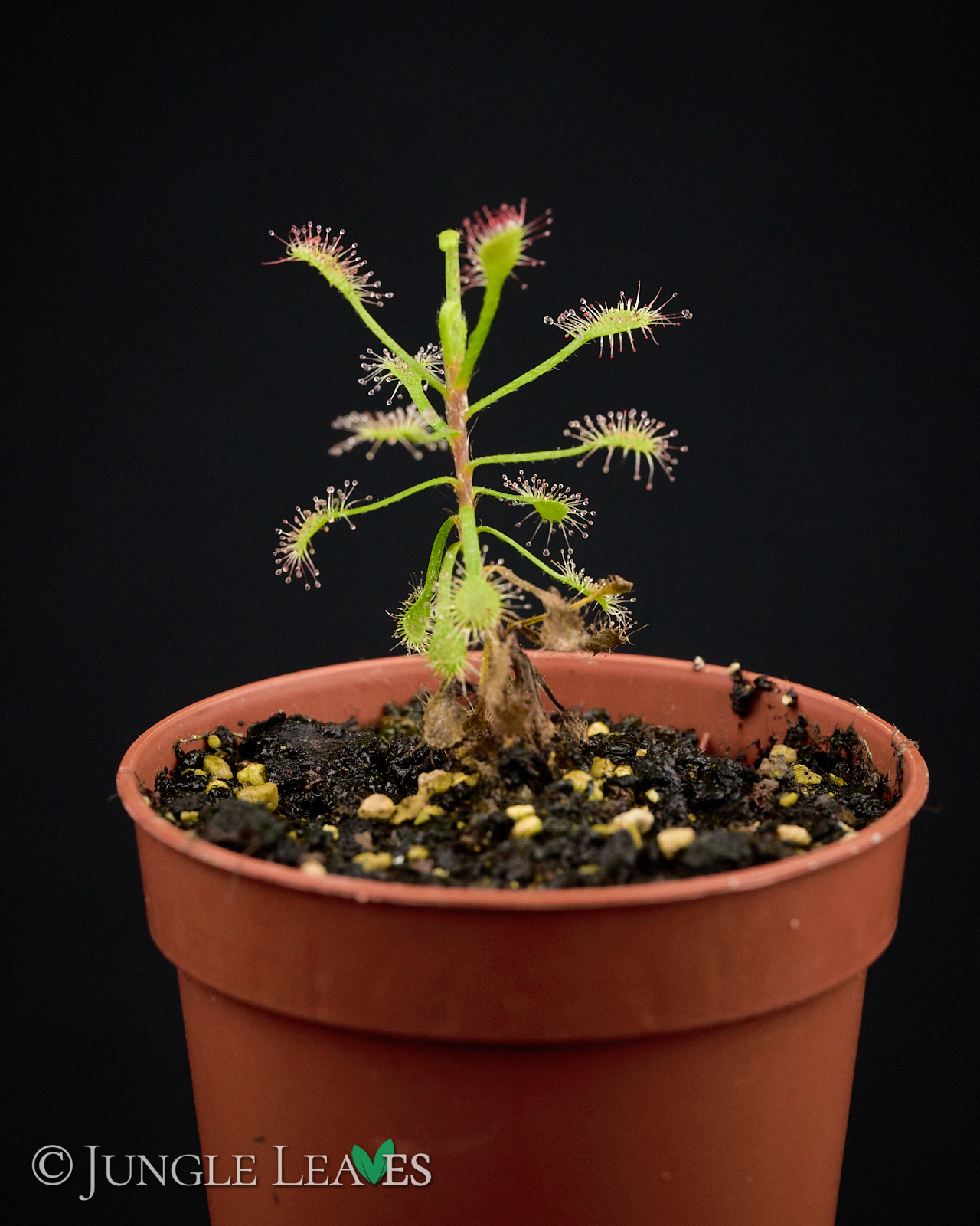 Drosera madagascariensis – Bild 6