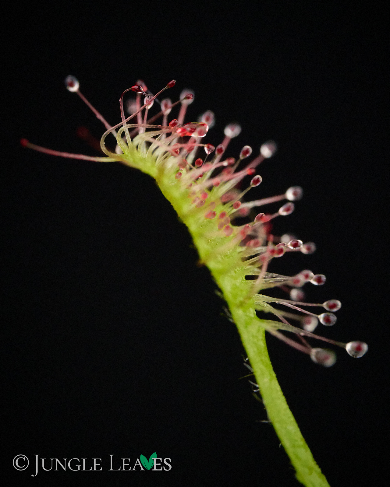 Drosera madagascariensis – Bild 5
