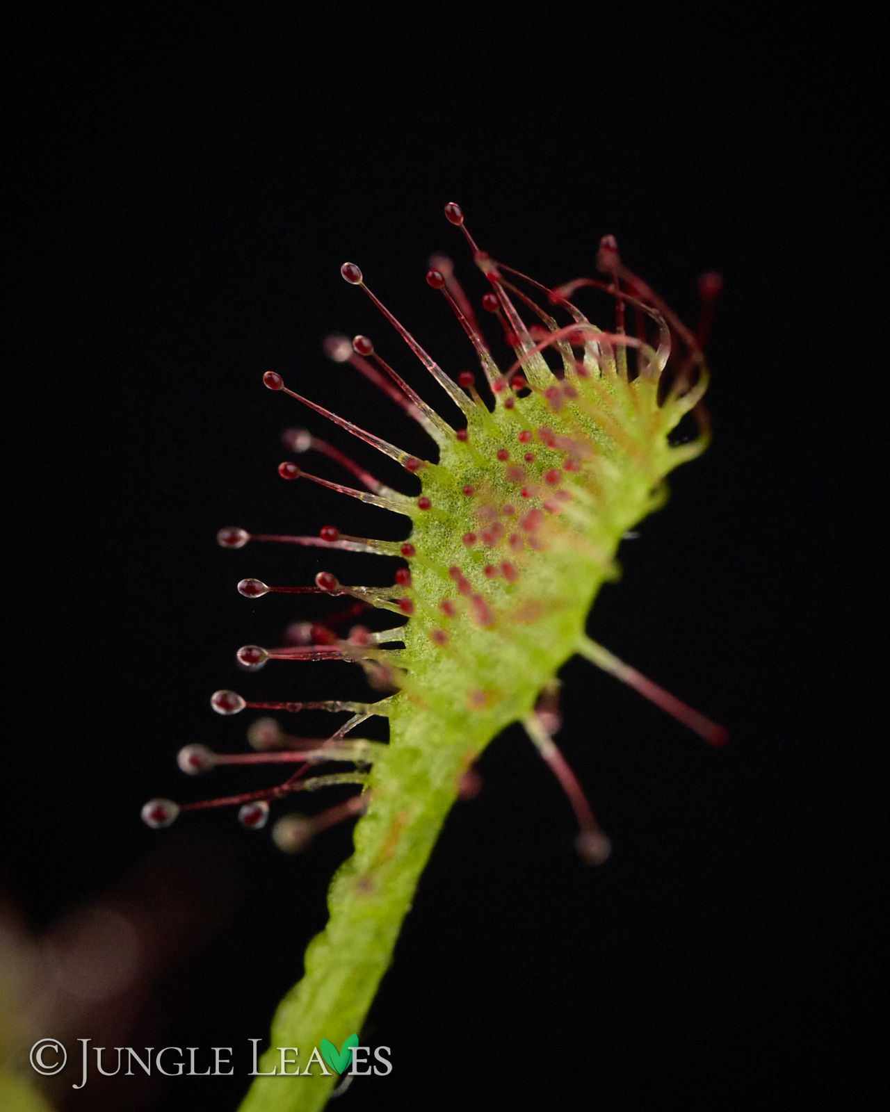 Drosera madagascariensis – Bild 3
