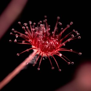 Drosera paradoxa