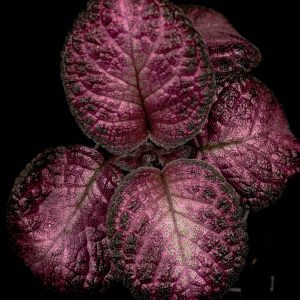 Episcia cupreata ‚Malayan Gem‘