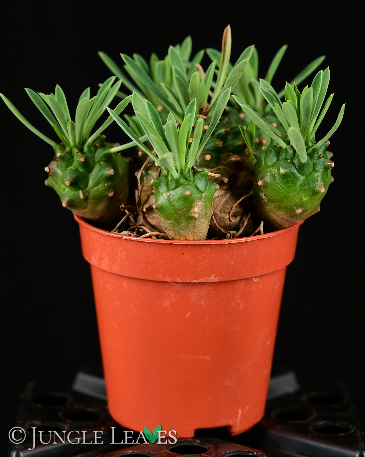 Euphorbia bupleurifolia x susannae – Bild 4
