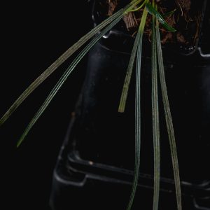Fenestratarum culum