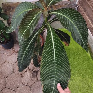 Hoffmannia ghiesbreghtii