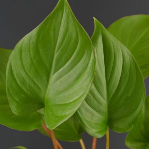 Homalomena rubescens
