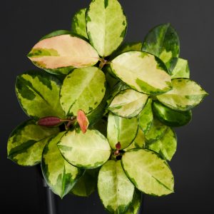 Hoya australis ‚Lisa‘