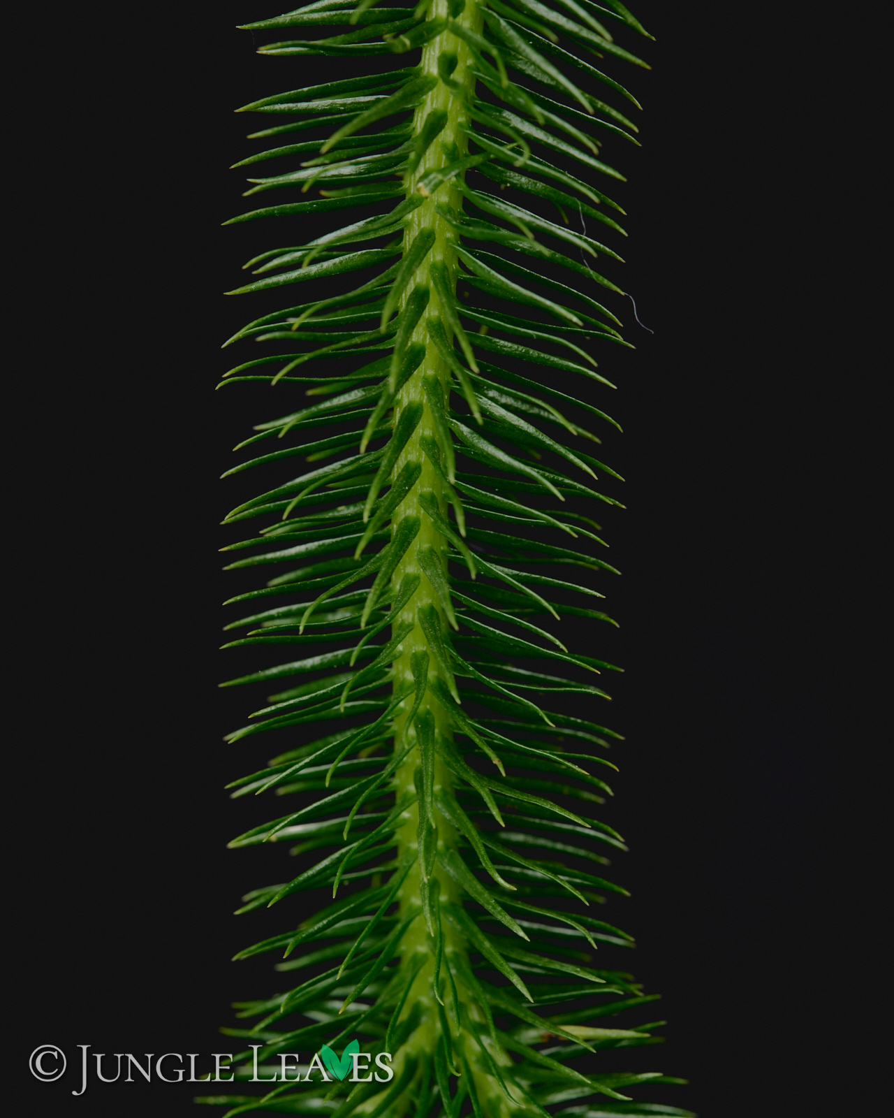 Huperzia squarrosa (Lycopodium squarrosum) – Bild 4