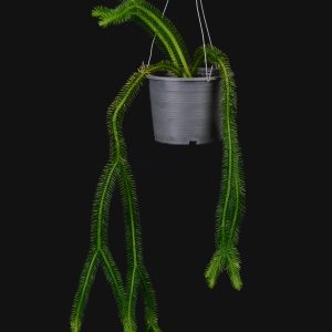 Huperzia squarrosa (Lycopodium squarrosum)