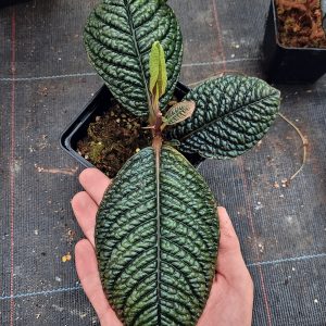 Labisia sp. ‚Snake Skin‘ / ‚Dino‘ (Ardisia aff. obovatifolia)