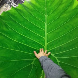 Leucocasia gigantea ‚Thailand Giant‘