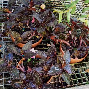 Ludisia discolor (Juwelorchidee)