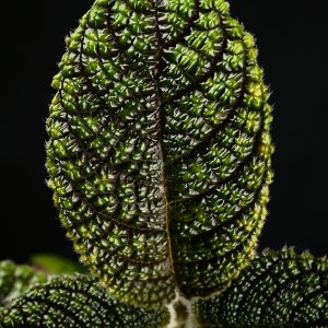 Nautilocalyx sp. ‚Ecuador‘