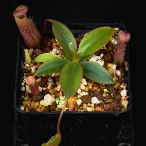 Nepenthes attenboroughii (Mt. Victoria, Palawan)
