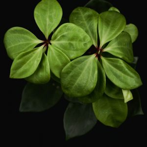 Peperomia pereskiifolia