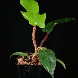 Philodendron squamiferum
