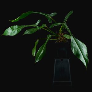 Philodendron × joepii