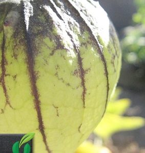 Physalis ixocarpa (Tomatillo)