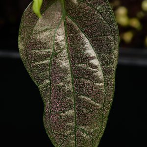 Piper sp. ‚Laos‘