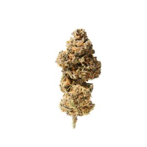 Purple Punch Indoor