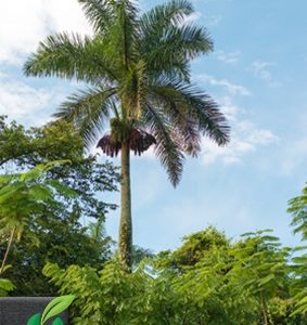 Roystonea regia (Kubanische Königspalme)
