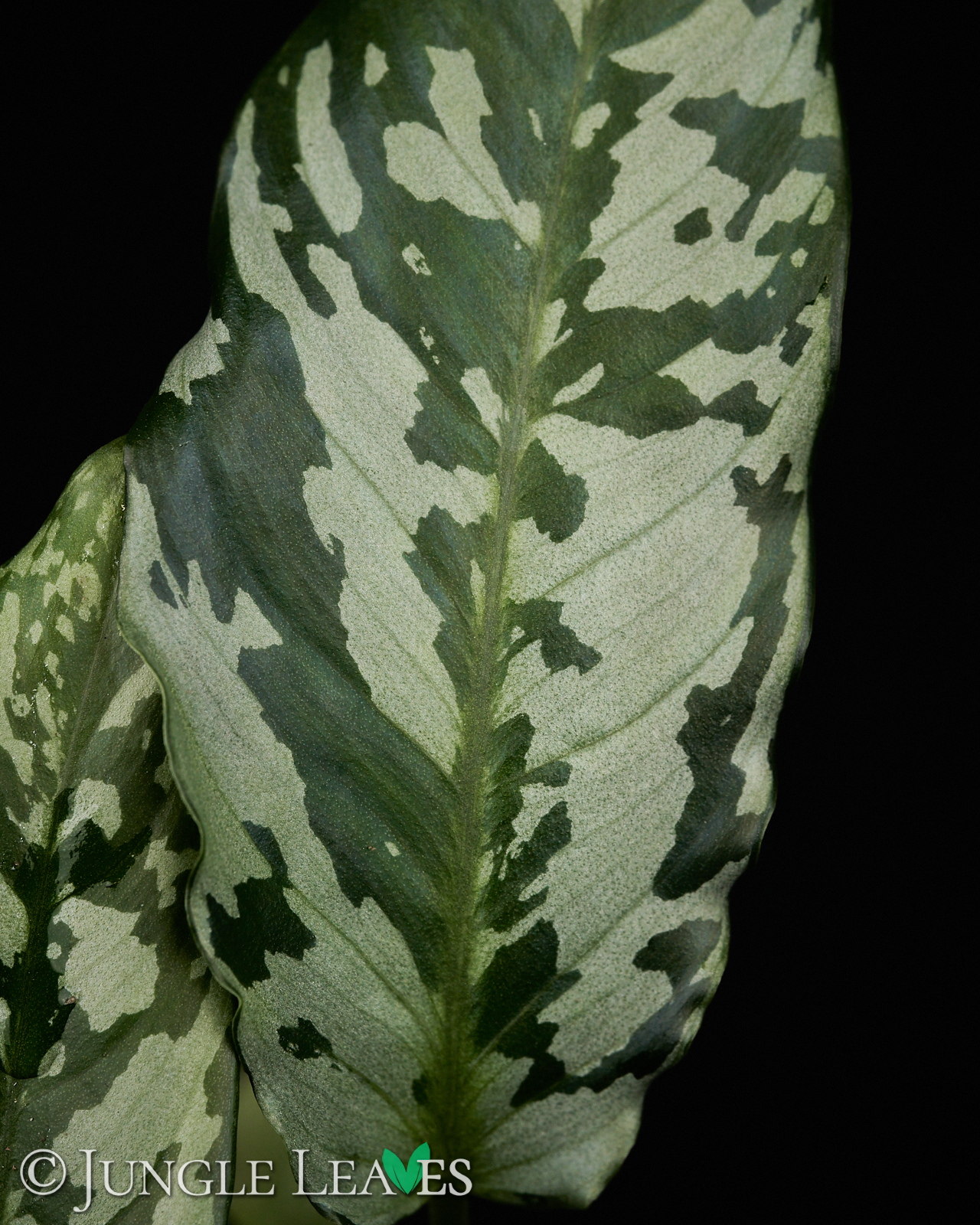 Schismatoglottis sp. Thailand – Bild 3