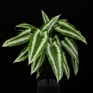 Schismatoglottis wallichii