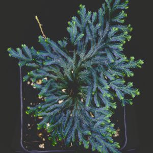 Selaginella erythropus