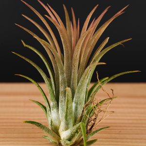 Tillandsia ionantha – verschiedene Sorten