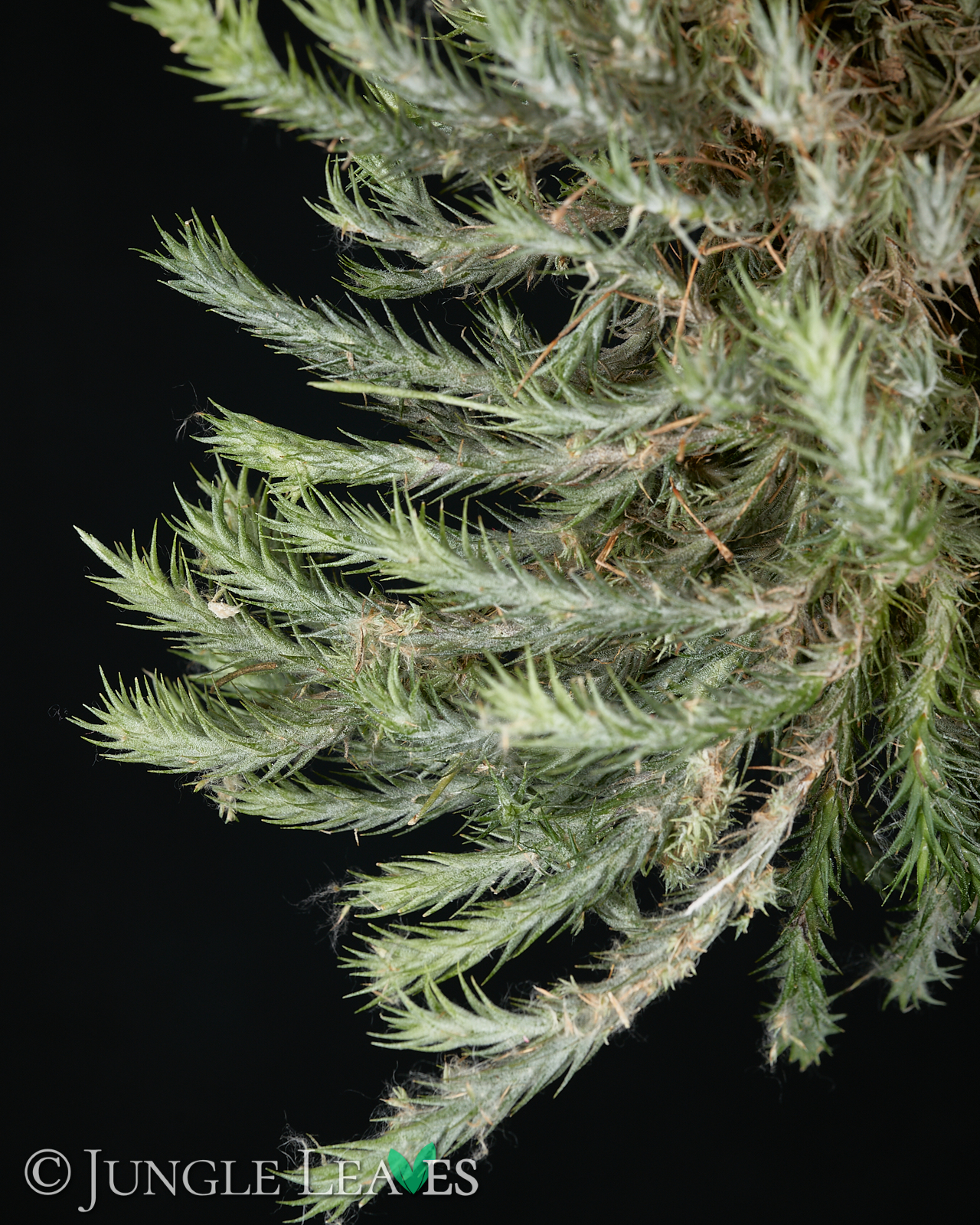Tillandsia tricholepis – Bild 3