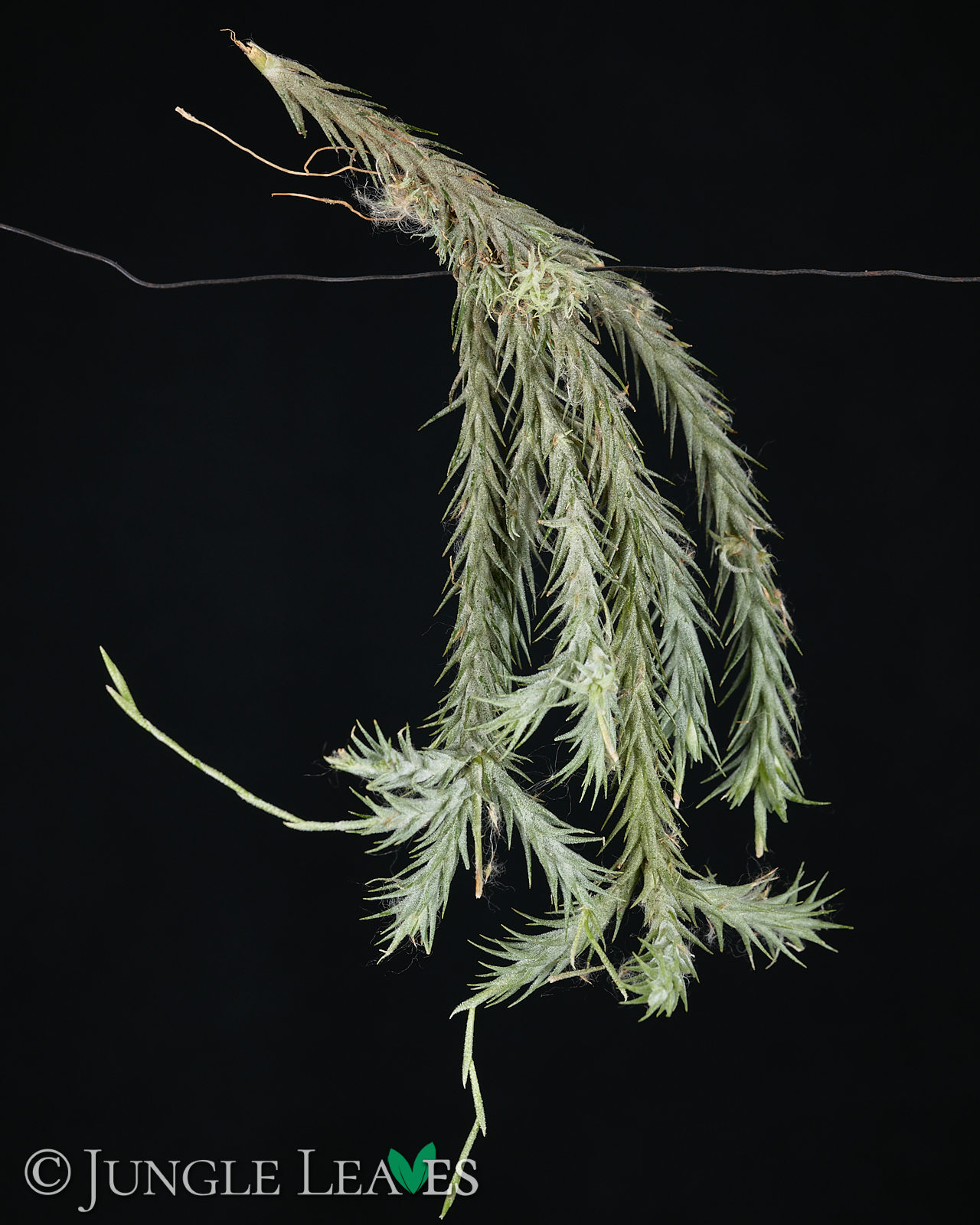 Tillandsia tricholepis – Bild 4