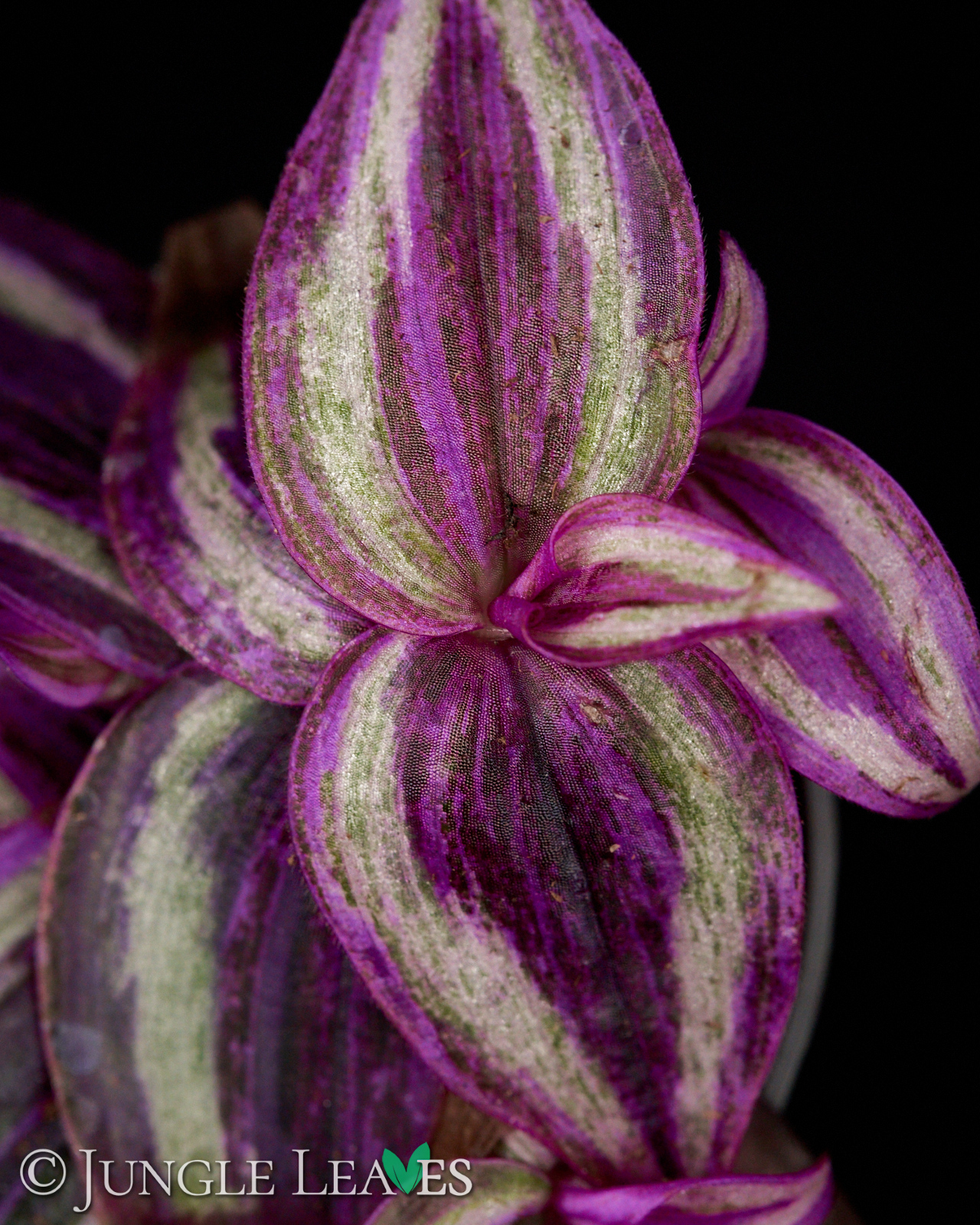 Tradescantia zebrina ‚Pink Paradise‘ – Bild 3