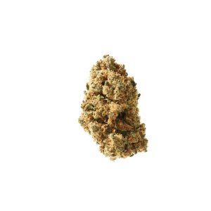 Tropical Punch Indoor