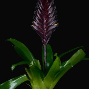 Vriesea ‚Cathy P‘